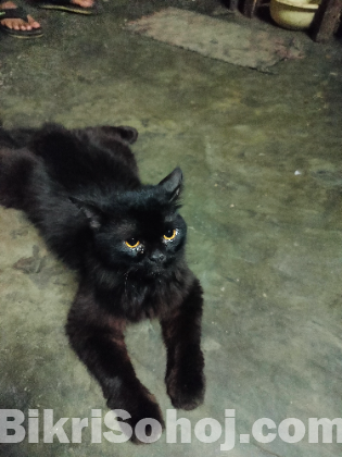 high grade Persian cat